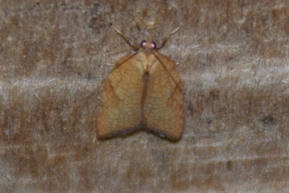 Acleris rhombana - cifra levélmoly