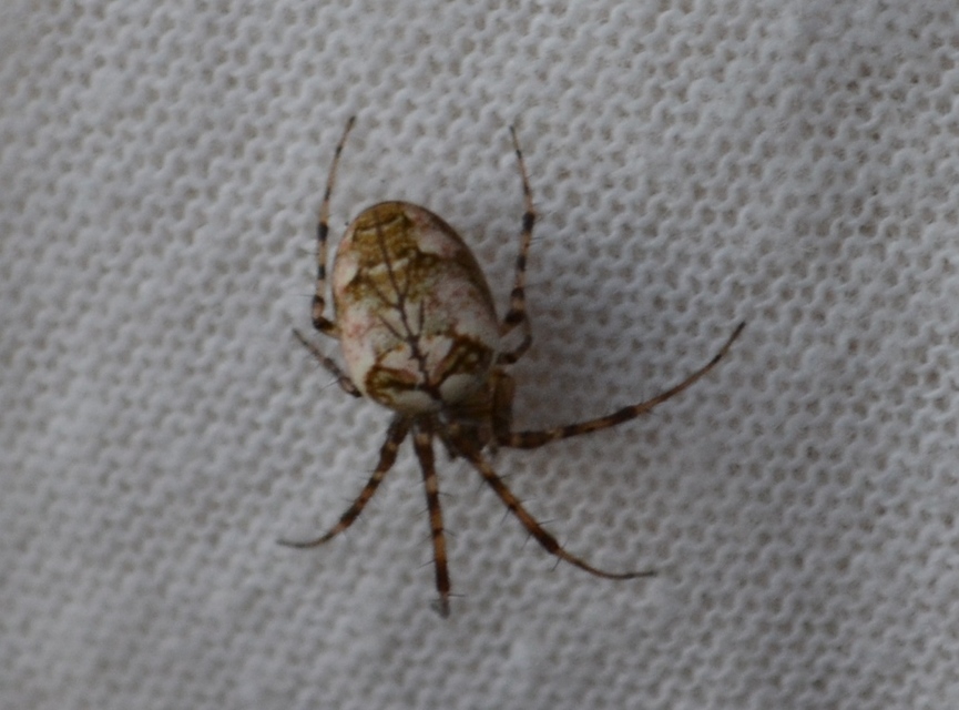 Metellina mengei