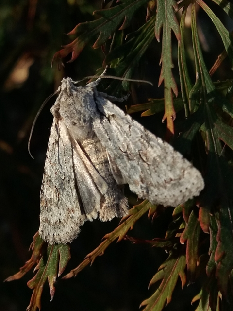 Lithophane ornitopus - közönséges fabagoly
