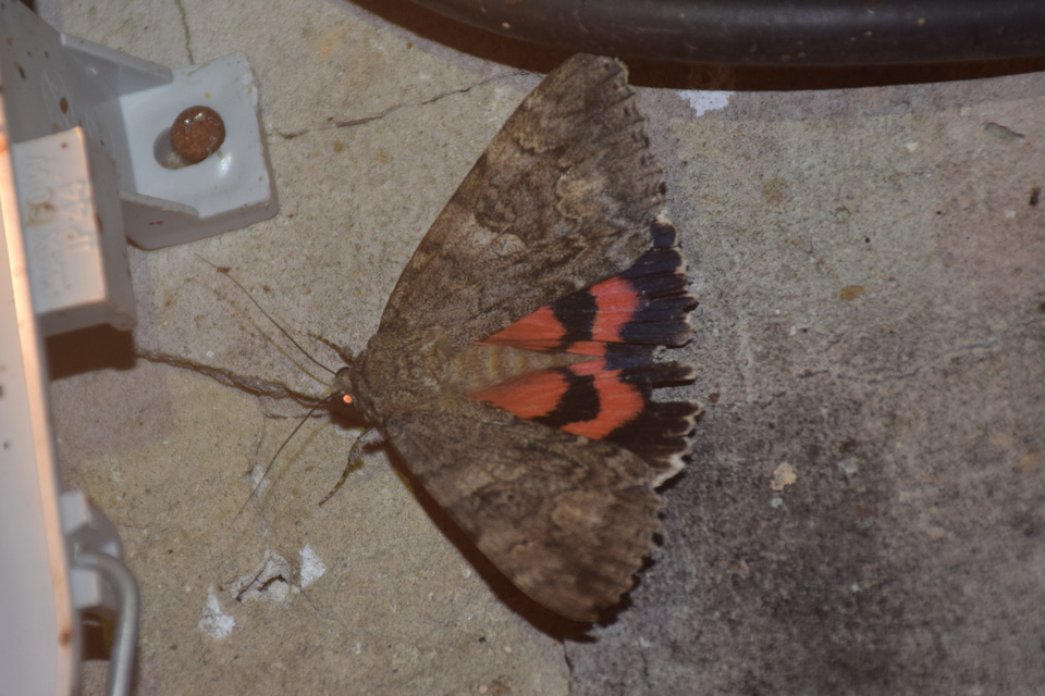 Catocala nupta - piros övesbagoly