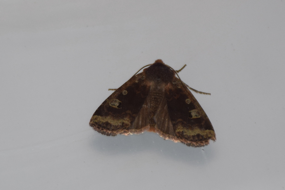 Conistra erythrocephala - vörösfejű őszibagoly