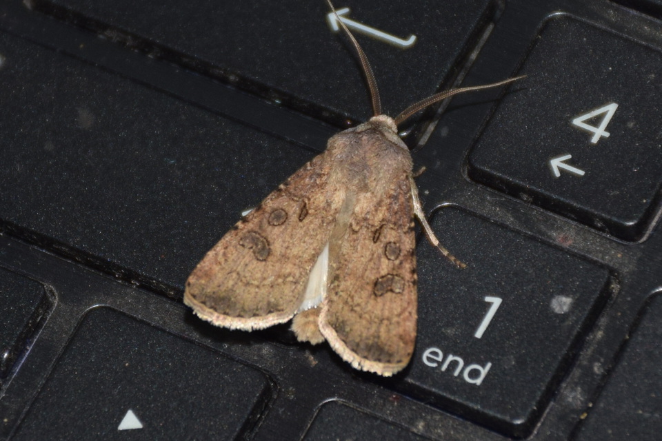 Agrotis segetum - vetési földibagoly