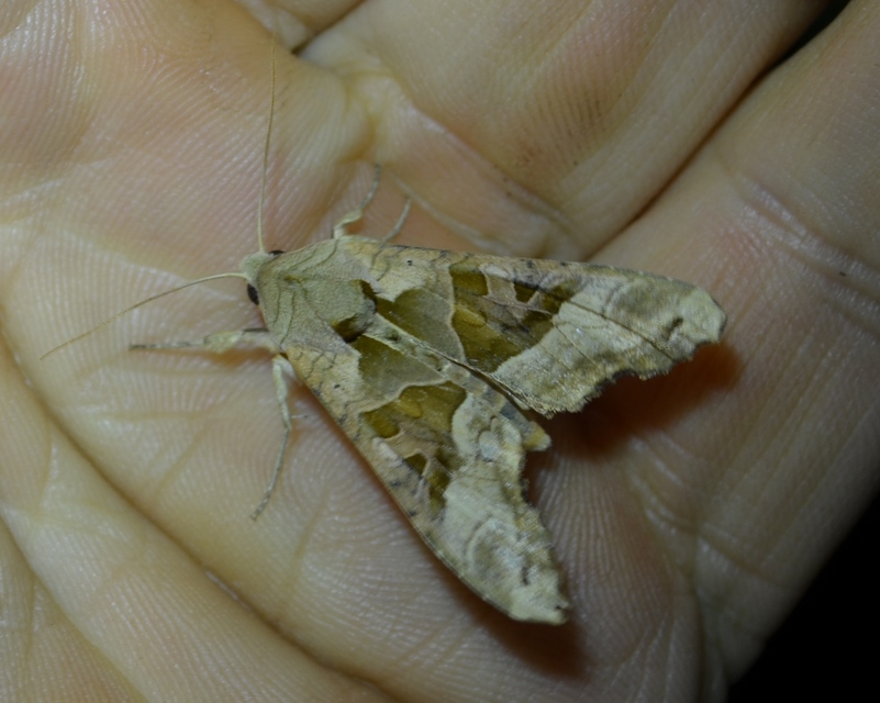 Phlogophora meticulosa - vándorló csipkésbagoly