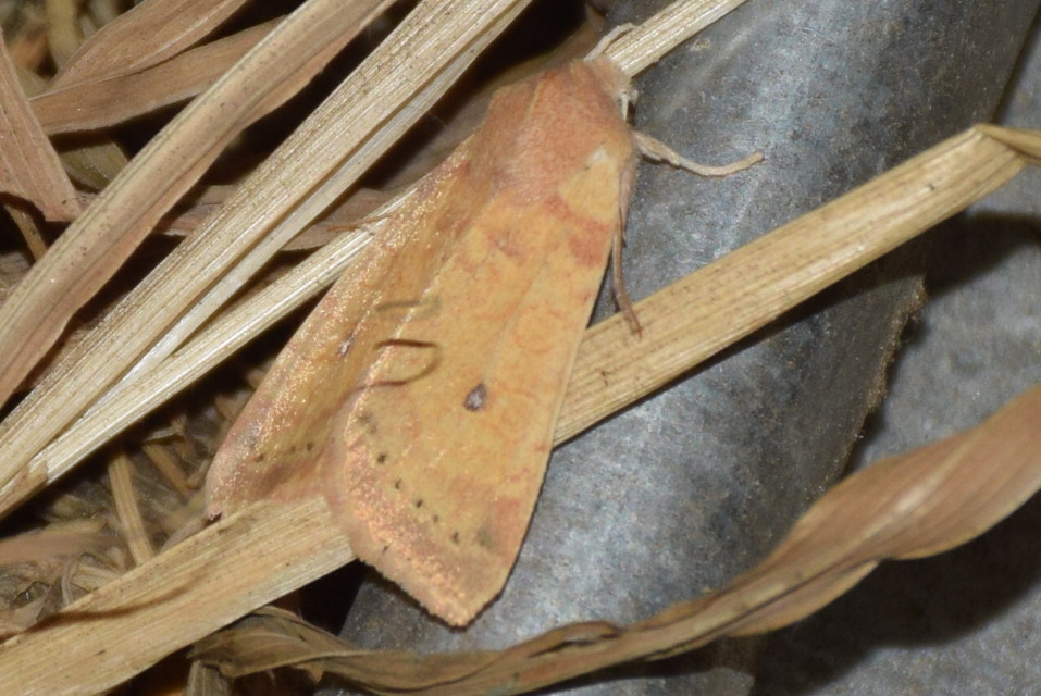 Cirrhia ocellaris - fakó sárgabagoly