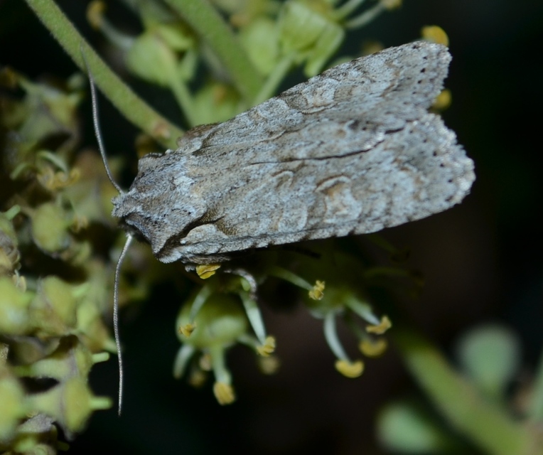 Lithophane ornitopus - közönséges fabagoly