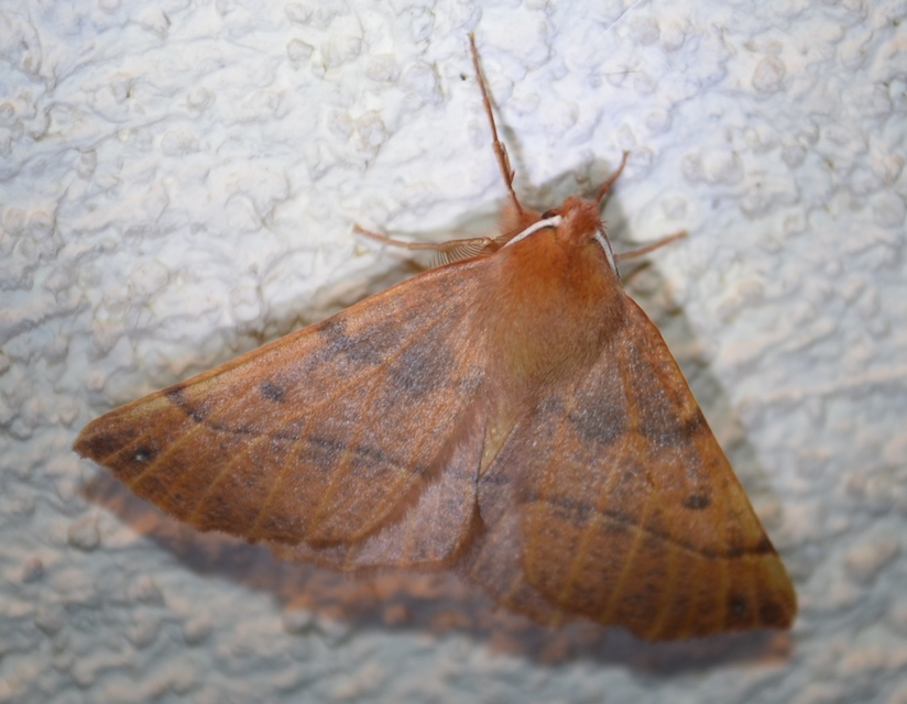 Colotois pennaria - tollascsápú araszoló