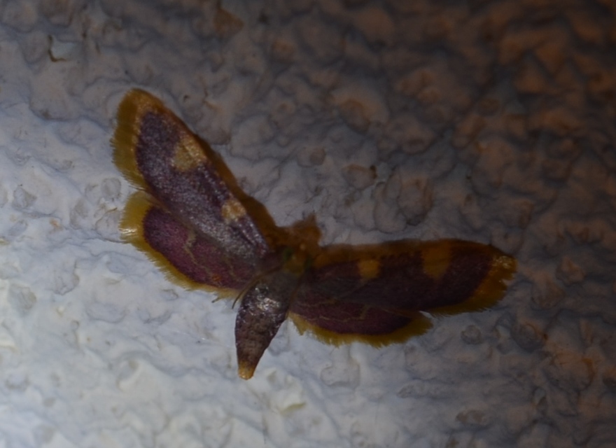 Hypsopygia costalis - szénailonca