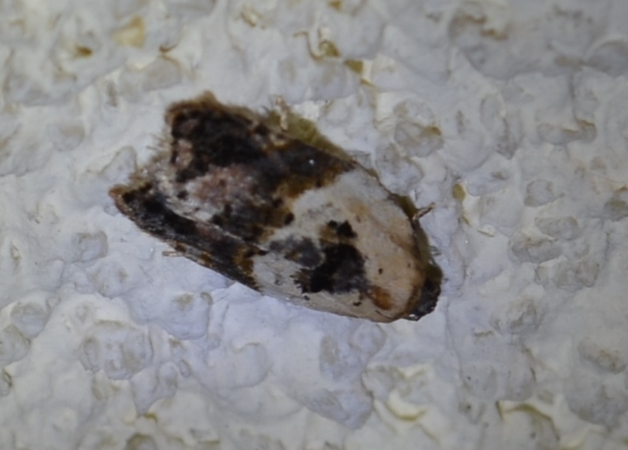 Acleris variegana - tarka levélmoly