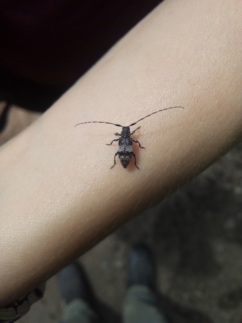 Leiopus nebulosus - öves gesztcincér