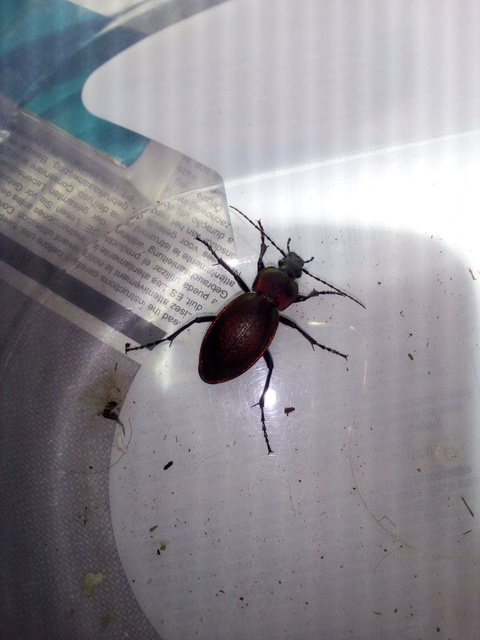 Carabus scheidleri pseudopreyssleri - simahátú változó futrinka Carabus scheidleri pseudopreyssleri - simahátú változó futrinka
