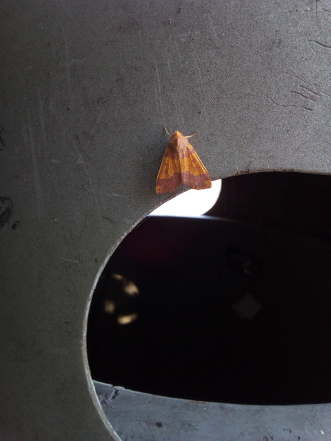 Tiliacea aurago - aranyló sárgabagoly