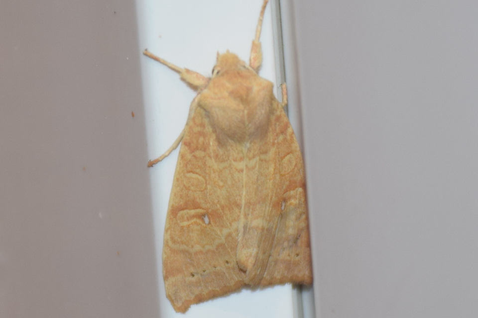 Cirrhia ocellaris - fakó sárgabagoly