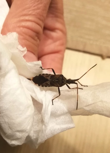 Leptoglossus occidentalis - nyugati levéllábú poloska