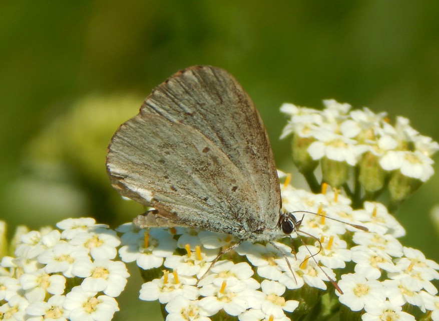 Celastrina argiolus - bengeboglárka