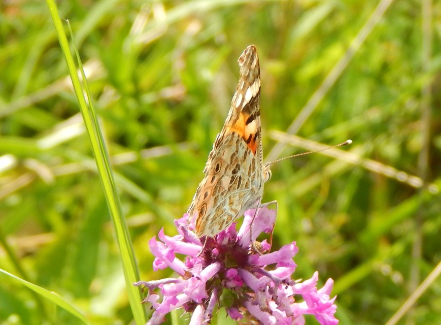Vanessa cardui - bogáncslepke