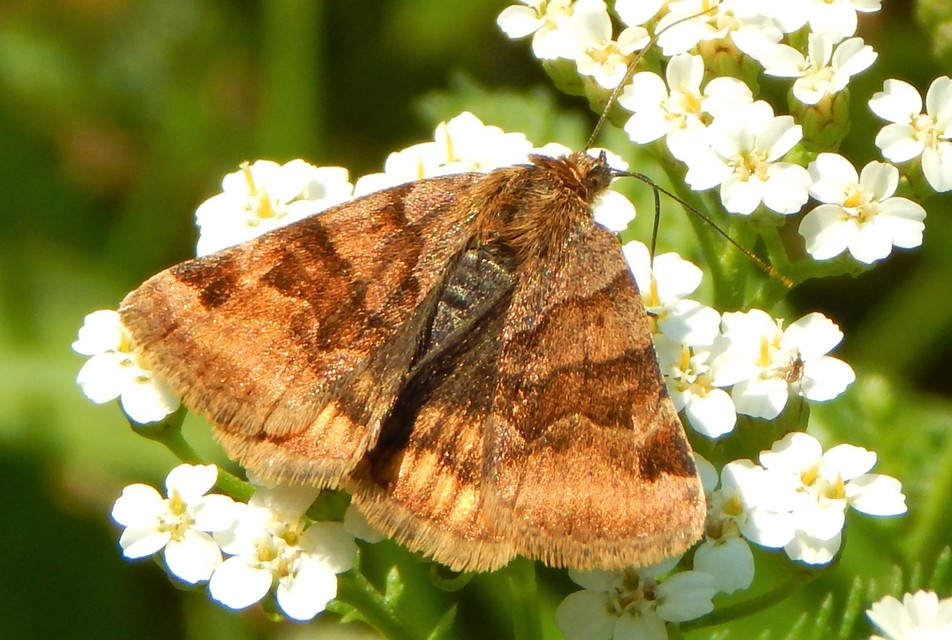 Euclidia glyphica - közönséges nappalibagoly