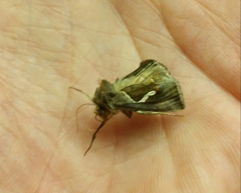 Macdunnoughia confusa - cseppfoltos ezüstbagoly