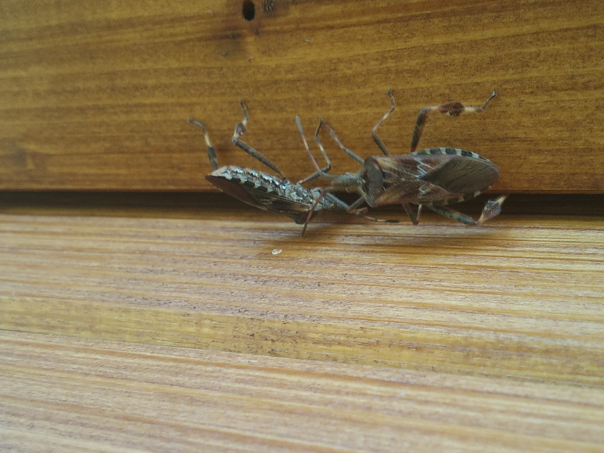 Leptoglossus occidentalis - nyugati levéllábú poloska Leptoglossus occidentalis - nyugati levéllábú poloska
