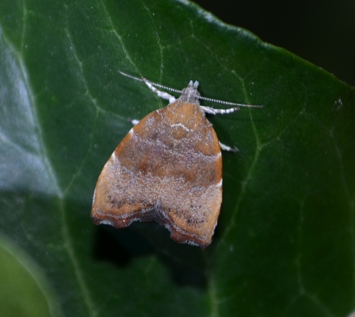 Choreutis nemorana - füge-levélmoly