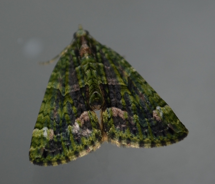 Chloroclysta siterata - salátazöld araszoló