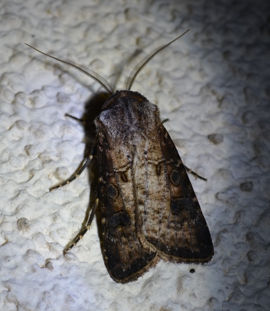 Agrotis clavis - zömök földibagoly