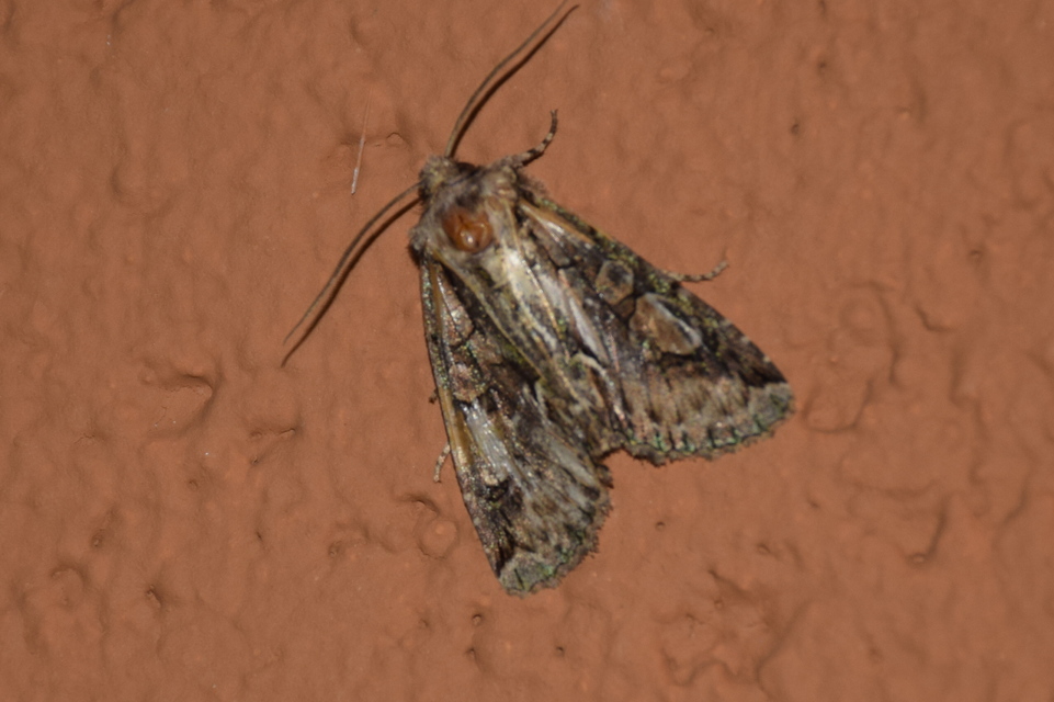 Allophyes oxyacanthae - galagonyabagoly