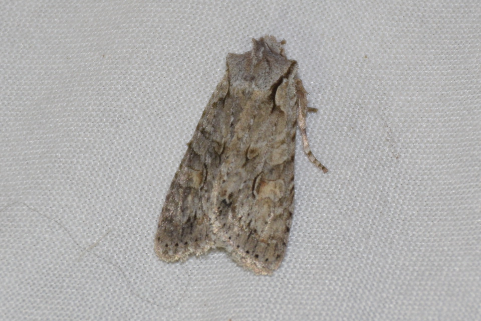 Lithophane ornitopus - közönséges fabagoly