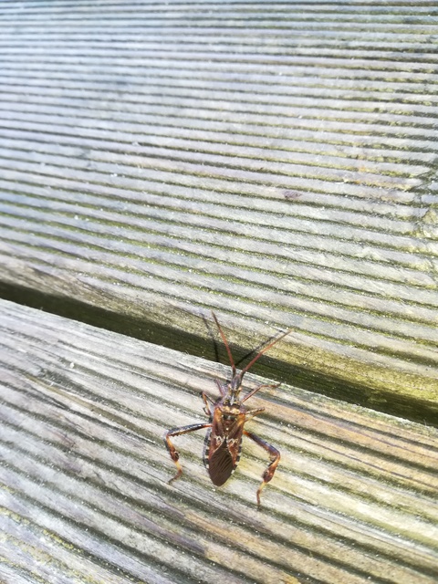 Leptoglossus occidentalis - nyugati levéllábú poloska Leptoglossus occidentalis - nyugati levéllábú poloska