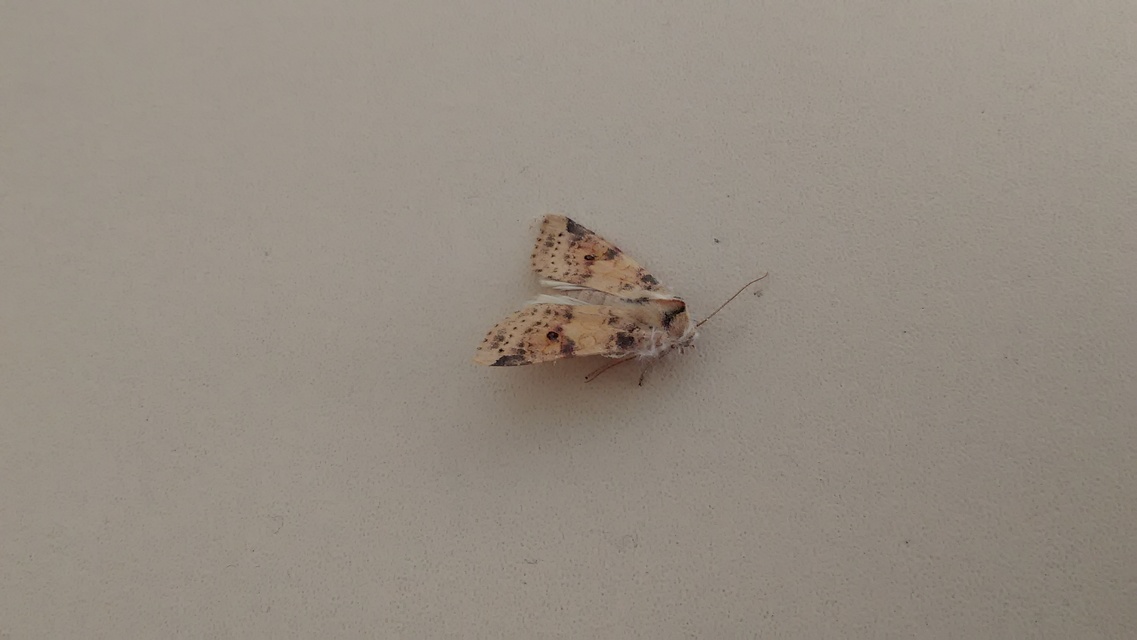 Cirrhia ocellaris - fakó sárgabagoly