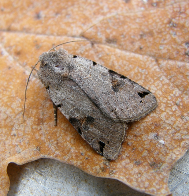 Anchoscelis litura - tarka őszibagoly