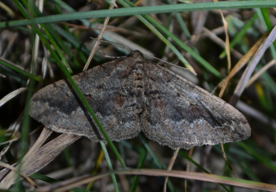 Agriopis bajaria - kökény-téliaraszoló