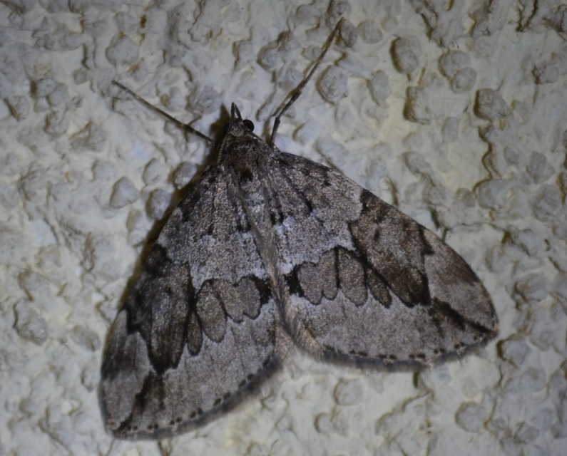 Thera juniperata - boróka-araszoló