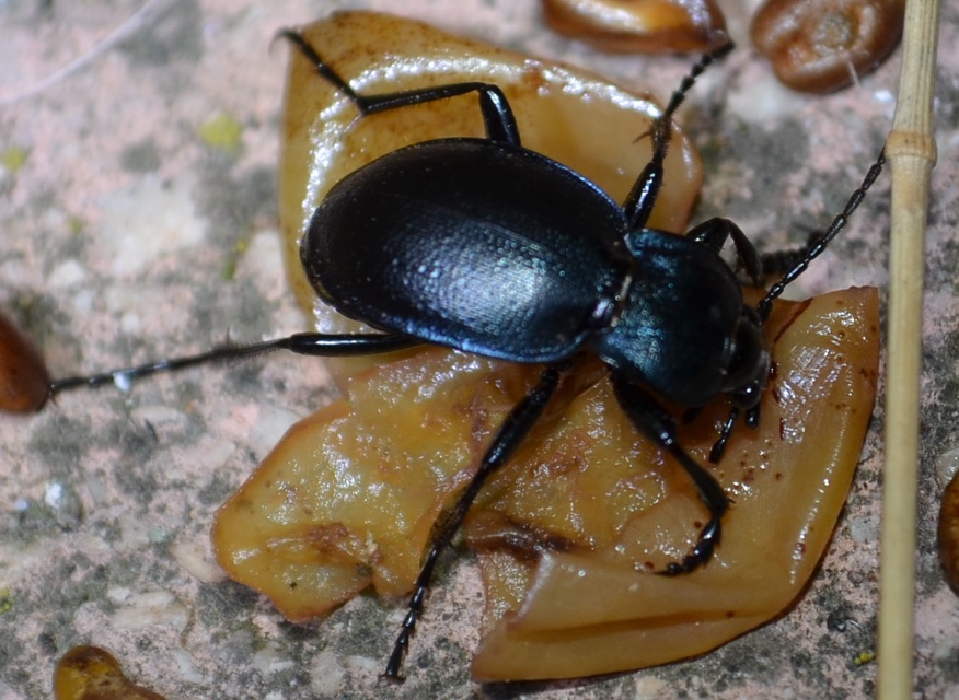 Carabus convexus - selymes futrinka Carabus convexus - selymes futrinka