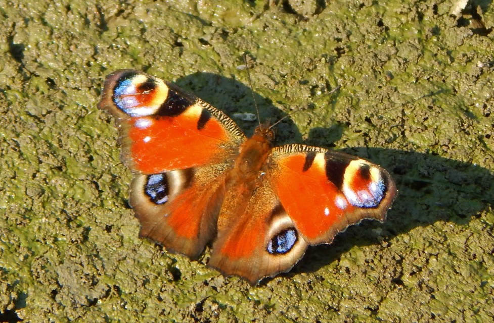 Nymphalis io - nappali pávaszem