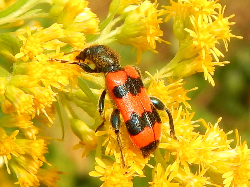 Trichodes apiarius - szalagos méhészbogár