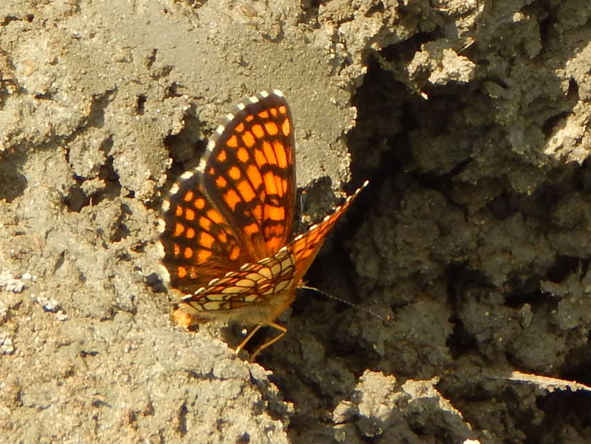 Melitaea athalia - közönséges tarkalepke