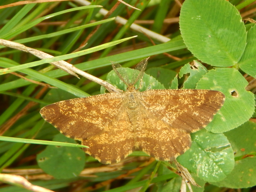Ematurga atomaria - barna rétiaraszoló