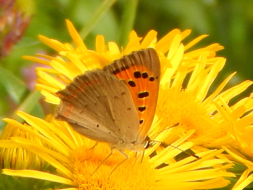 Lycaena phlaeas - közönséges tűzlepke