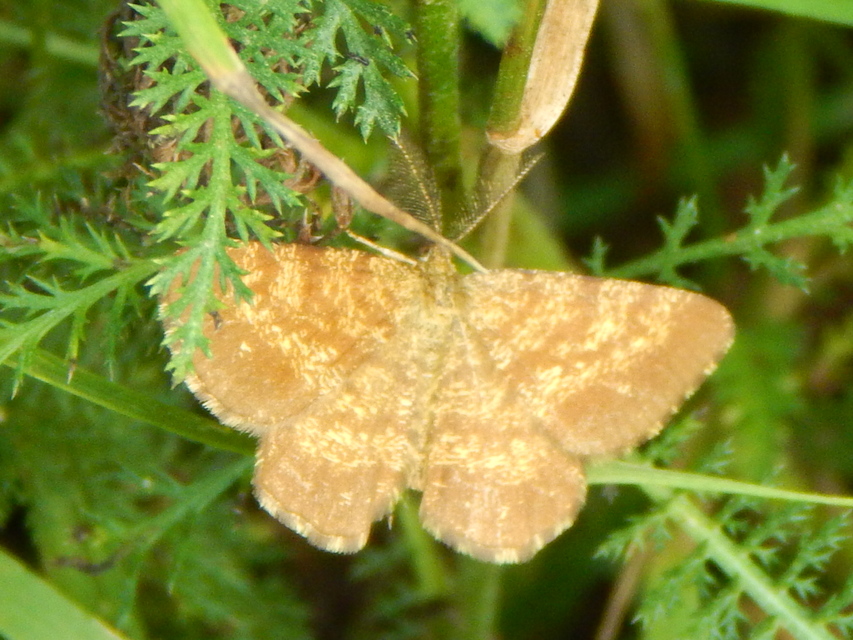 Ematurga atomaria - barna rétiaraszoló