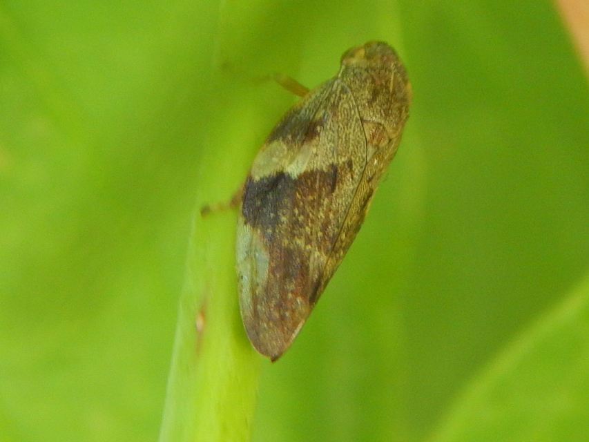 Aphrophora alni