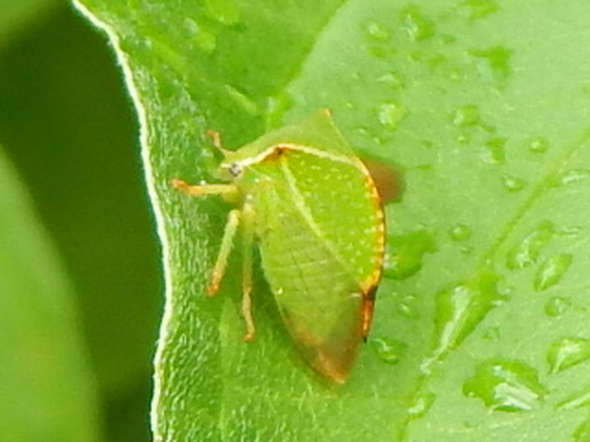 Stictocephala bisonia - bivalykabóca