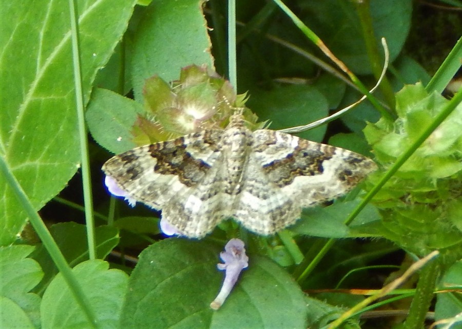 Epirrhoe alternata - galaj-tarkaaraszoló