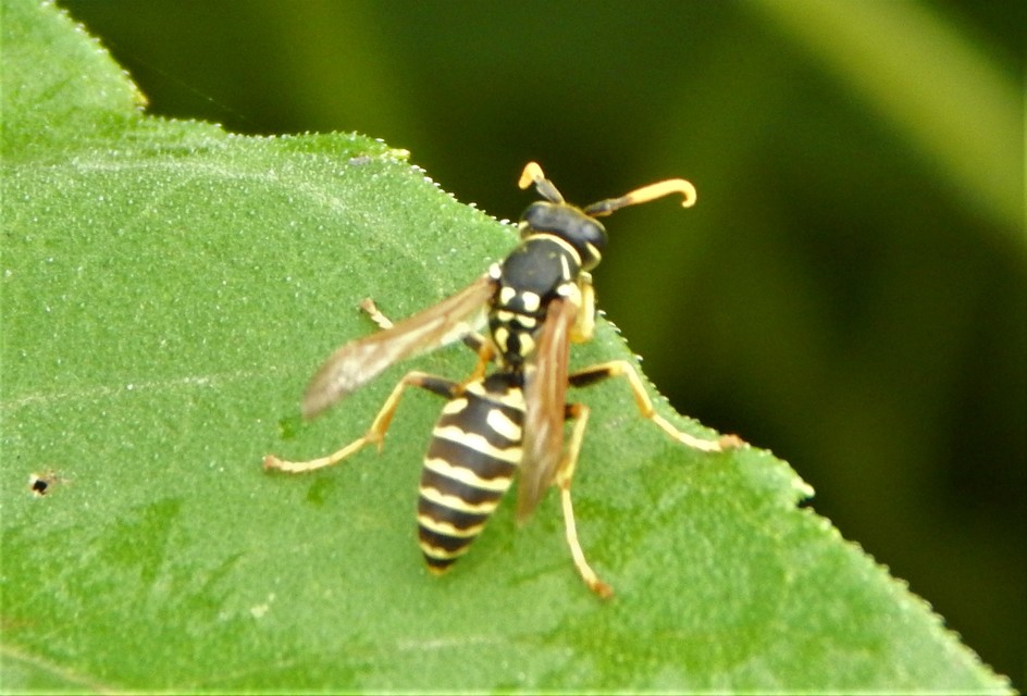 Polistes - papírdarazsak
