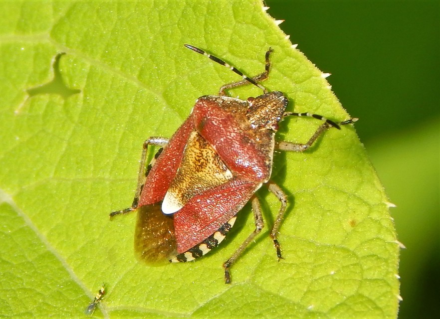 Dolycoris baccarum - közönséges bogyómászó-poloska Dolycoris baccarum - közönséges bogyómászó-poloska