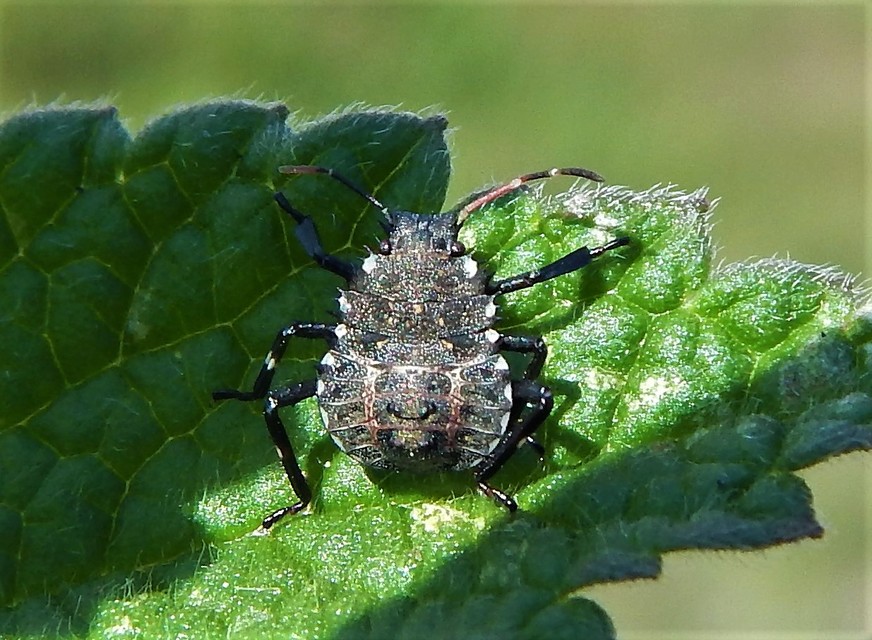 Halyomorpha halys - ázsiai márványospoloska