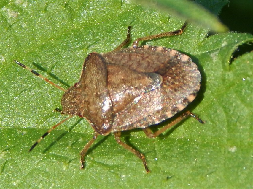 Peribalus strictus - tavaszi címerespoloska Peribalus strictus - tavaszi címerespoloska