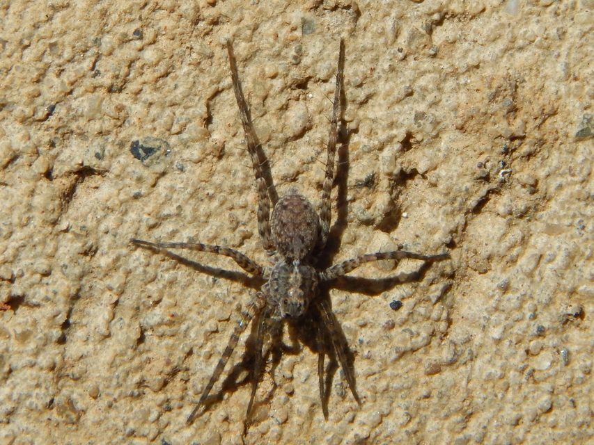 Pardosa hortensis