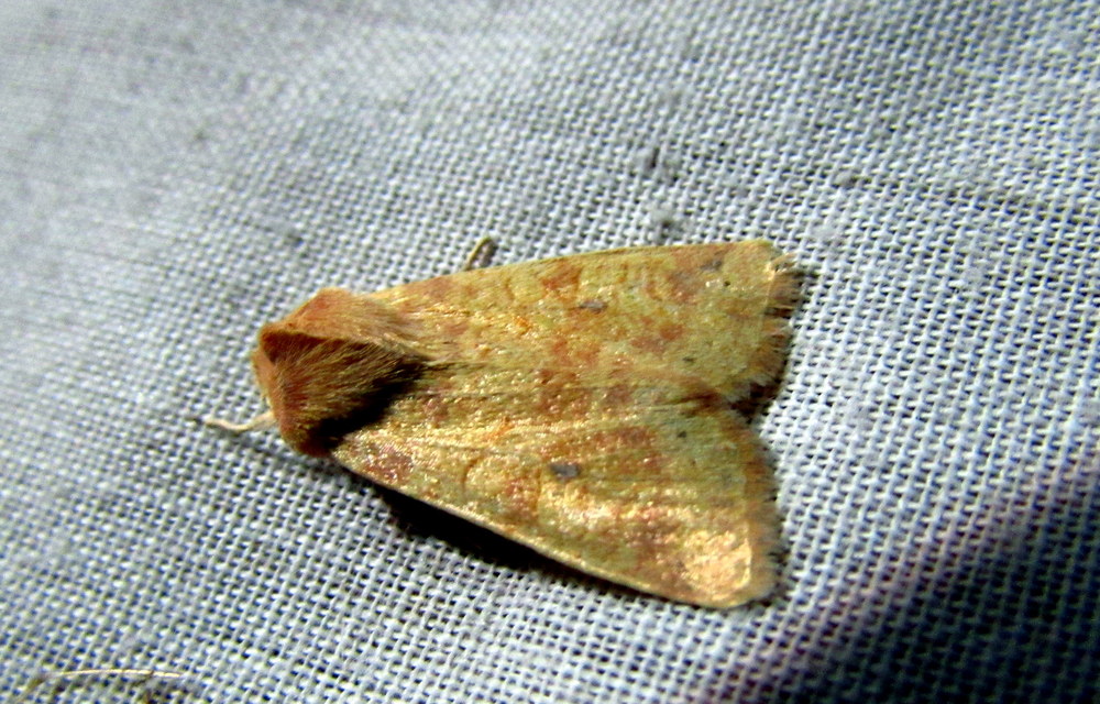 Cirrhia icteritia - nyárfa-sárgabagoly
