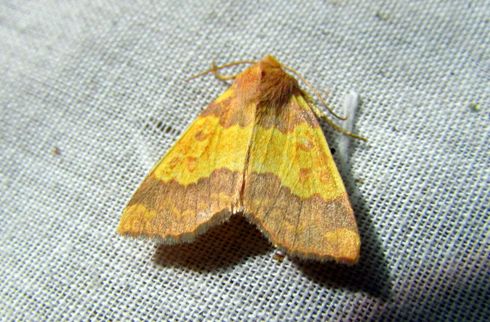 Tiliacea aurago - aranyló sárgabagoly