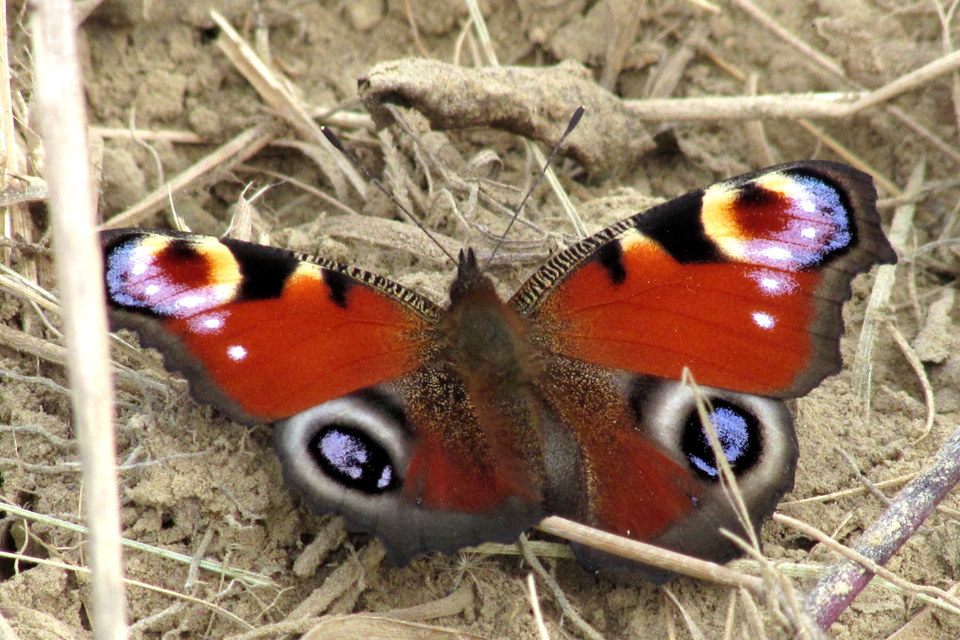 Nymphalis io - nappali pávaszem